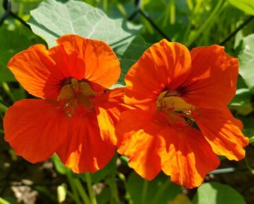 DRAGOLJUB: Lijep, ali i ljekovit i ukusan ukras vašeg vrta