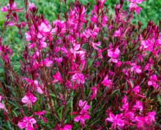 GAURA: Grmolika trajnica koja cvjeta od proljeća do kasne jeseni