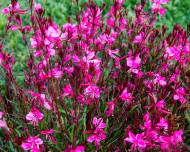 GAURA: Grmolika trajnica koja cvjeta od proljeća do kasne jeseni