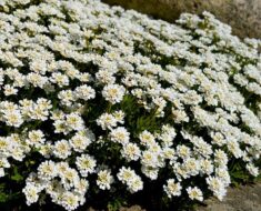 IBERIS: Uzgojite čarobni snježno-bijeli pokrivač u svom vrtu