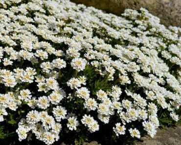 IBERIS: Uzgojite čarobni snježno-bijeli pokrivač u svom vrtu