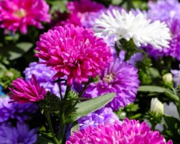 LIJEPA KATA: Jedna od najomiljenijih ljetnica, odlična je i kao rezano cvijeće