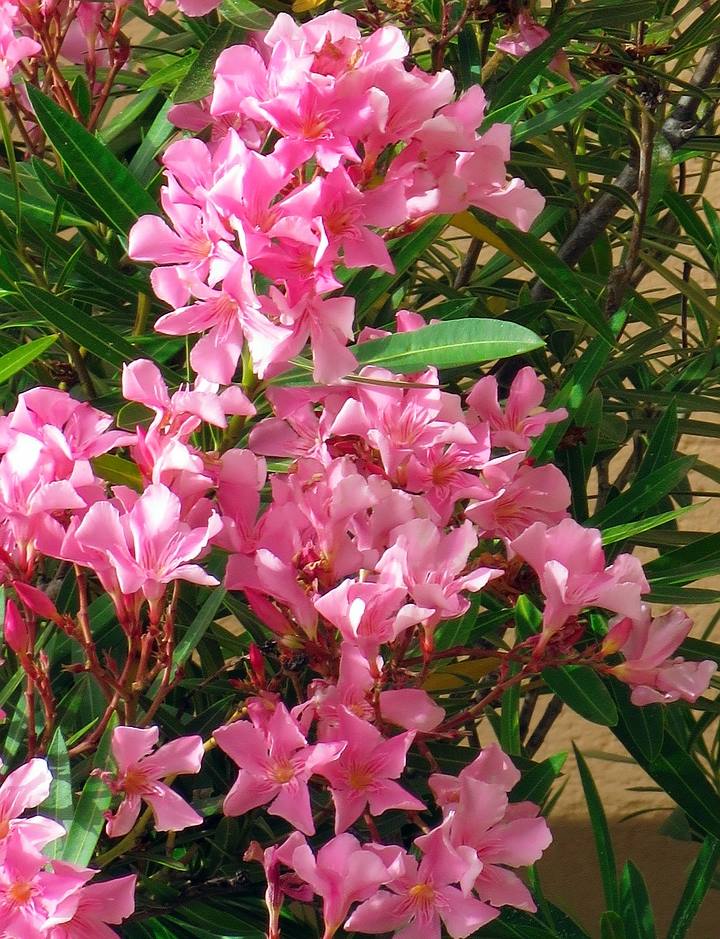 OLEANDAR: Prekrasna mediteranska biljka, mirisna i - otrovna!