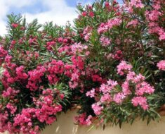 OLEANDAR: Prekrasna mediteranska biljka, mirisna i - otrovna!