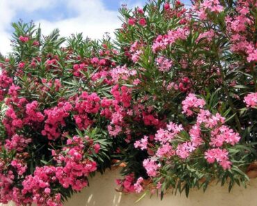 OLEANDAR: Prekrasna mediteranska biljka, mirisna i - otrovna!