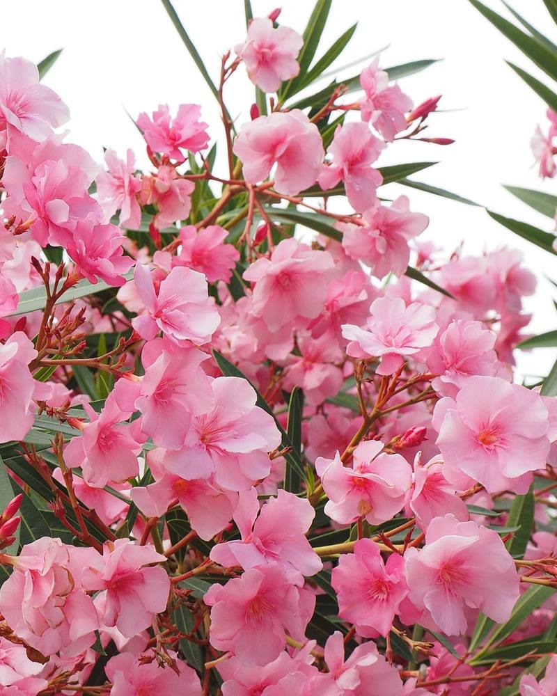 OLEANDAR: Prekrasna mediteranska biljka, mirisna i - otrovna!