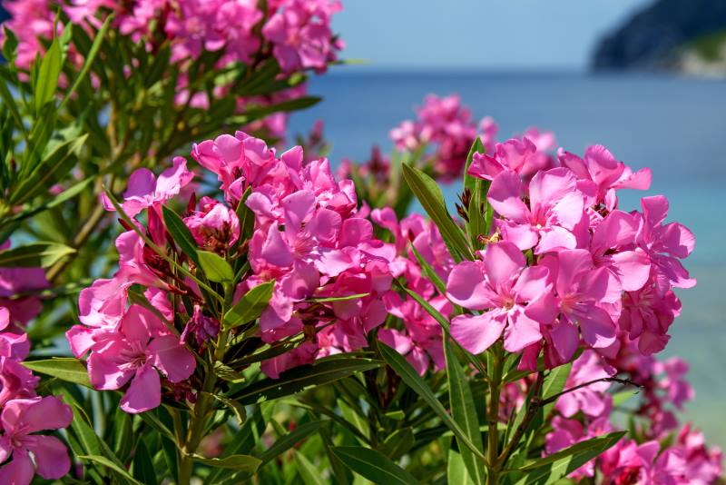 OLEANDAR: Prekrasna mediteranska biljka, mirisna i - otrovna!