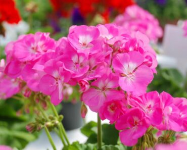 ZA SUNČANE TERASE: 10 biljaka koje uspješno odolijevaju vrućinama