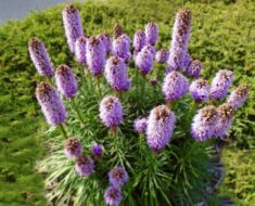 PLAMENA ZVIJEZDA: Dugocvjetajuća trajnica u obliku ljubičastog klasa