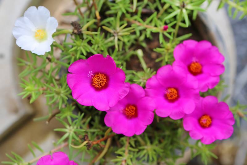 PRKOS (Portulaca grandiflora): Biljka koja osvaja skromnošću i ljepotom