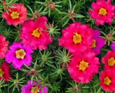 PRKOS (Portulaca grandiflora): Biljka koja osvaja skromnošću i ljepotom