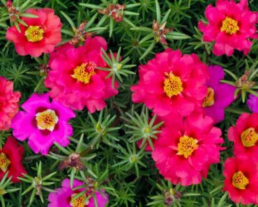 PRKOS (Portulaca grandiflora): Biljka koja osvaja skromnošću i ljepotom