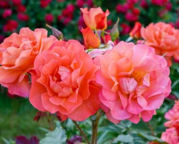 8 jednostavnih savjeta da bi ruže cvjetale bogato i intenzivno