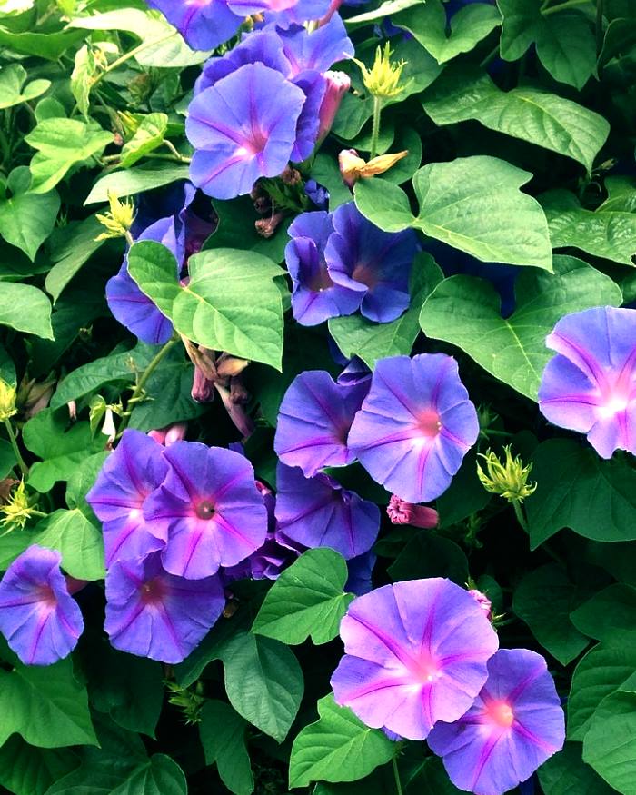 UKRASNI SLAK: Penjačica jarkih cvjetova koja brzo raste i lako se uzgaja