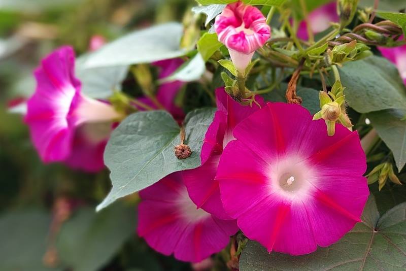 UKRASNI SLAK: Penjačica jarkih cvjetova koja brzo raste i lako se uzgaja