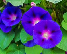 UKRASNI SLAK: Penjačica jarkih cvjetova koja brzo raste i lako se uzgaja