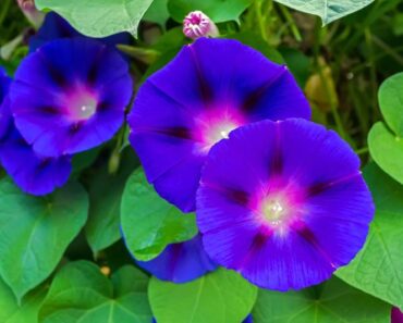 UKRASNI SLAK: Penjačica jarkih cvjetova koja brzo raste i lako se uzgaja