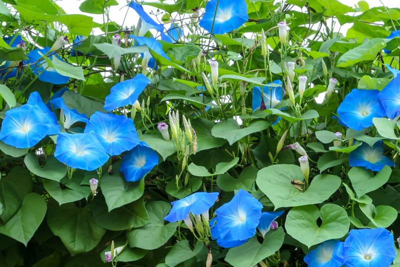 UKRASNI SLAK: Penjačica jarkih cvjetova koja brzo raste i lako se uzgaja