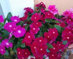 Vinka (madagaskarski zimzelen, Catharanthus roseus)