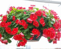 VINKA: Savršeno cvijeće za balkone i prozore, voli sunce, dugo cvjeta i lako se uzgaja