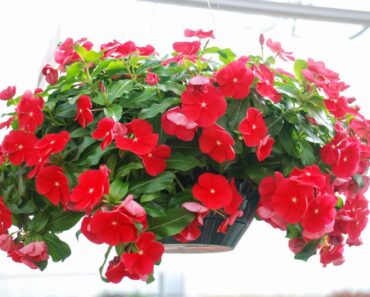 VINKA: Savršeno cvijeće za balkone i prozore, voli sunce, dugo cvjeta i lako se uzgaja