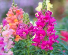 ZIJEVALICA: Vrtna ljepotica jarkih boja čiji cvjetovi se na pritisak otvaraju