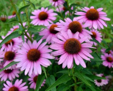 EHINACEJA: Ukrasna trajnica ugode boje i mirisa, poznata po ljekovitosti