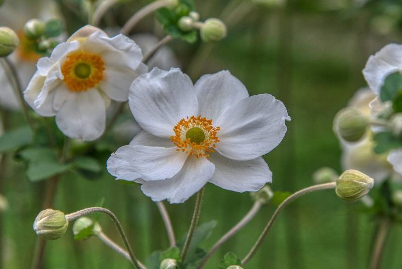JAPANSKA ŠUMARICA: Biljka prekrasnih krupnih cvjetova, otporna na hladnoću