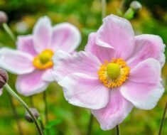 JAPANSKA ŠUMARICA: Biljka prekrasnih krupnih cvjetova, otporna na hladnoću