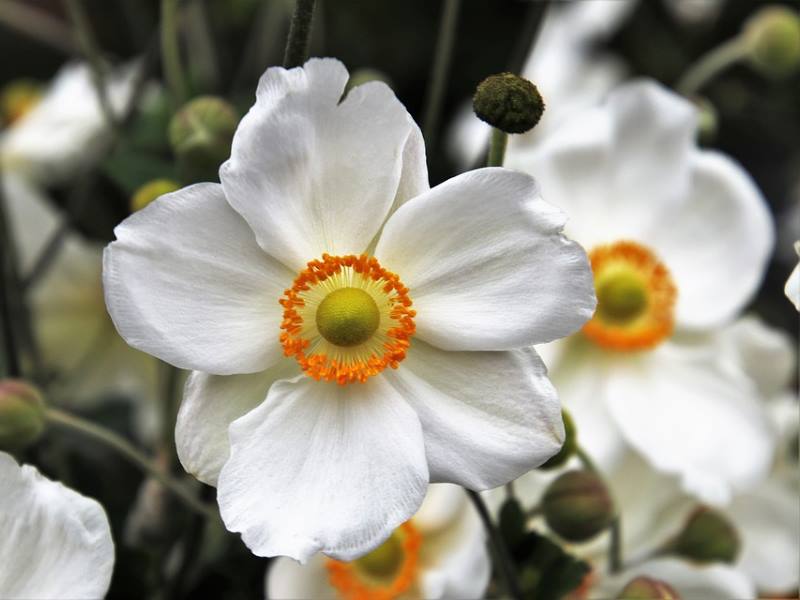 JAPANSKA ŠUMARICA: Biljka prekrasnih krupnih cvjetova, otporna na hladnoću