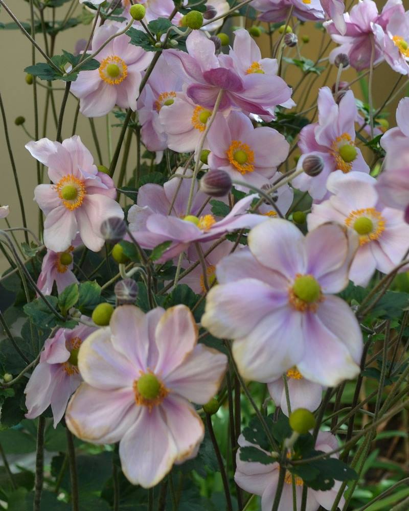 JAPANSKA ŠUMARICA: Biljka prekrasnih krupnih cvjetova, otporna na hladnoću