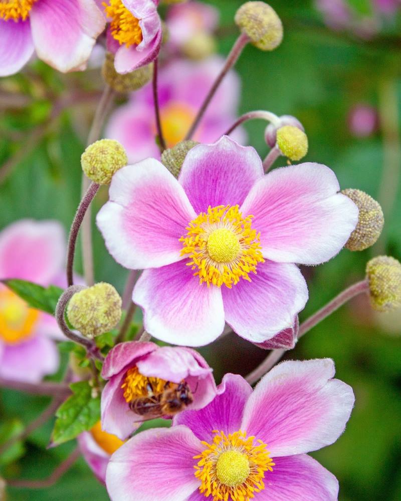 JAPANSKA ŠUMARICA: Biljka prekrasnih krupnih cvjetova, otporna na hladnoću