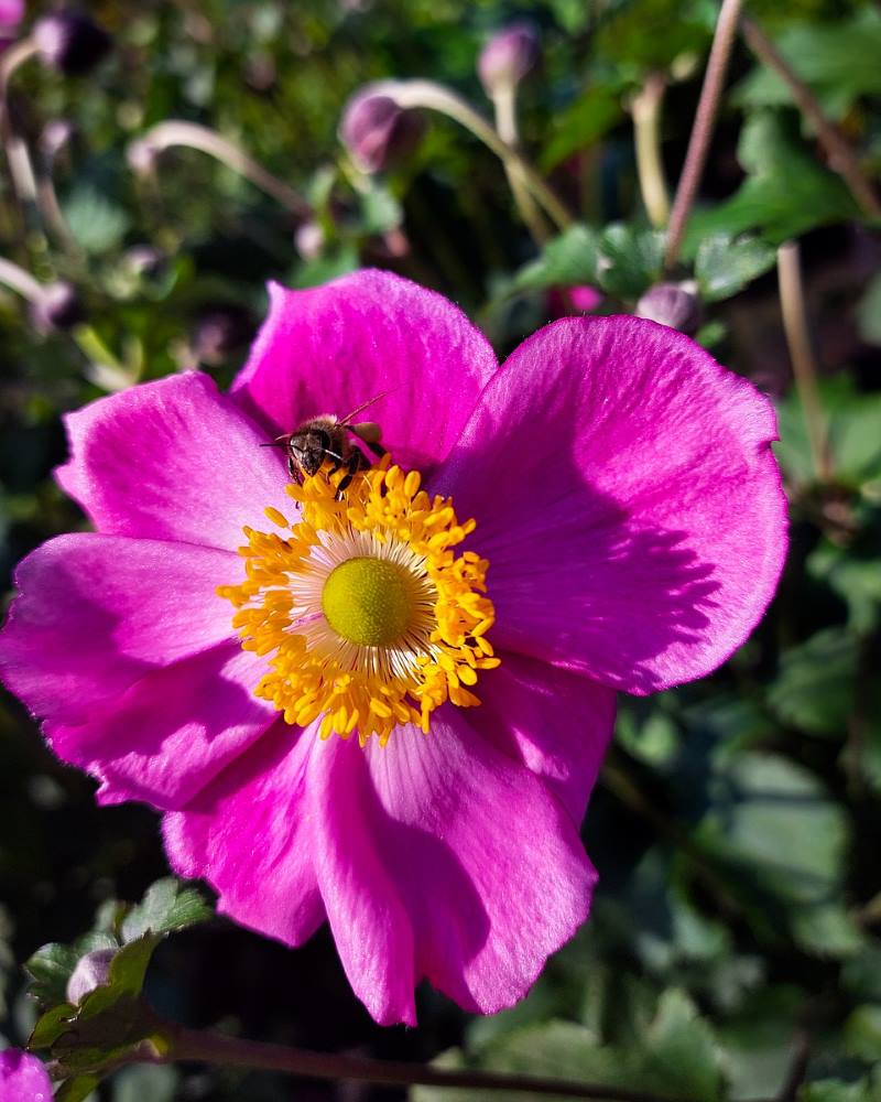 JAPANSKA ŠUMARICA: Biljka prekrasnih krupnih cvjetova, otporna na hladnoću