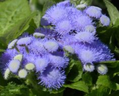 MIRISNA KUNICA: Prekrasna biljka koja obilno cvate uz minimalnu njegu