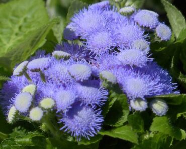 MIRISNA KUNICA: Prekrasna biljka koja obilno cvate uz minimalnu njegu