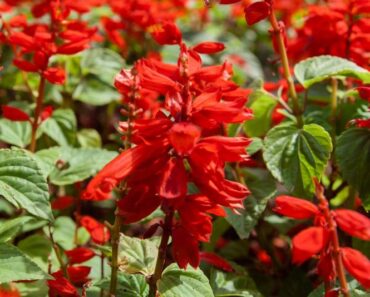 PLAMENA KADULJA: Uz minimalnu njegu, obilno cvate i za vrijeme najvećih žega