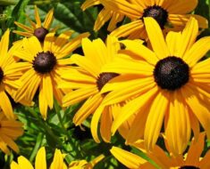 RUDBEKIJA: Ne traži mnogo, a mnogo daje - obilno cvate čitavo ljeto