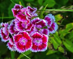 TURSKI KARANFIL: Mirisno višebojno cvijeće, lako za uzgoj i idealno za bukete