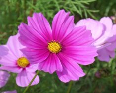 URESNICA ILI COSMOS: Prekrasna cvjetnica koja donosi razigranost u naše vrtove