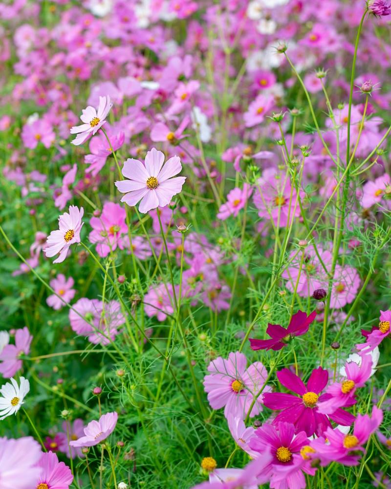 URESNICA ILI COSMOS: Prekrasna cvjetnica koja donosi razigranost u naše vrtove