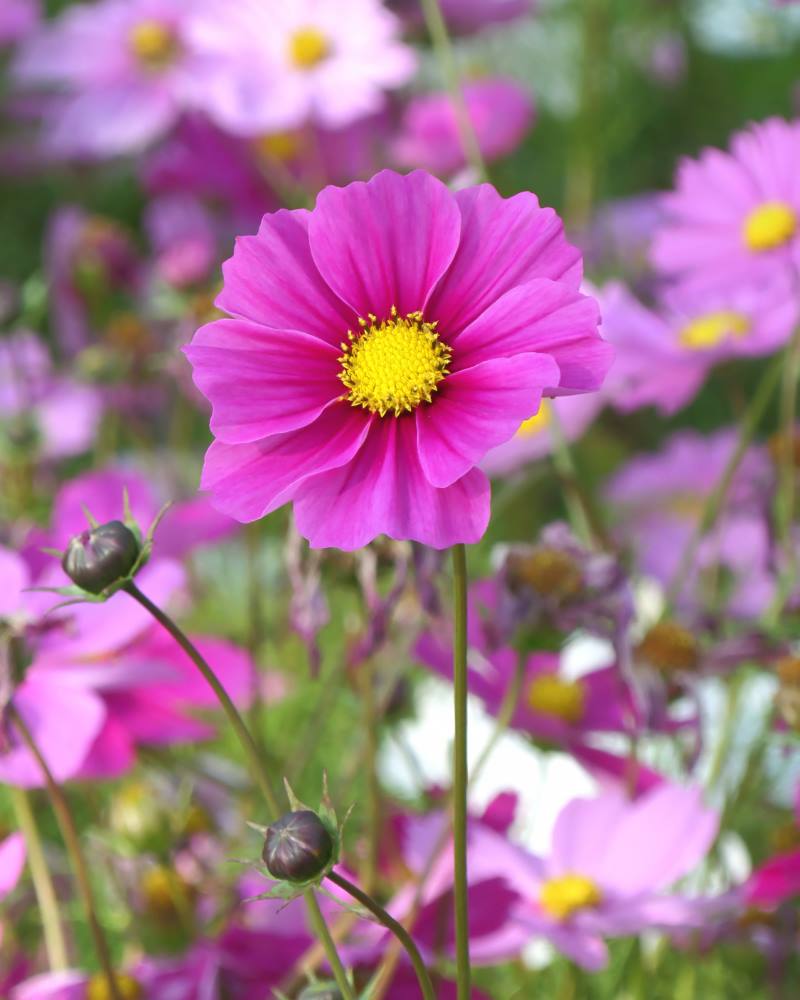 URESNICA ILI COSMOS: Prekrasna cvjetnica koja donosi razigranost u naše vrtove