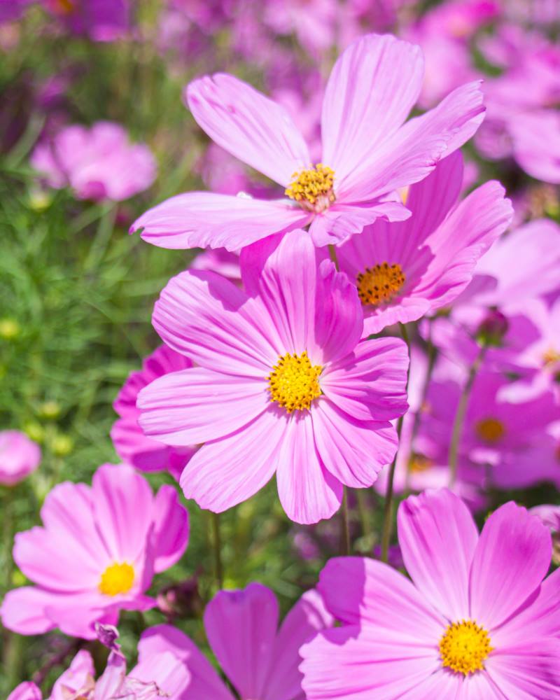 URESNICA ILI COSMOS: Prekrasna cvjetnica koja donosi razigranost u naše vrtove