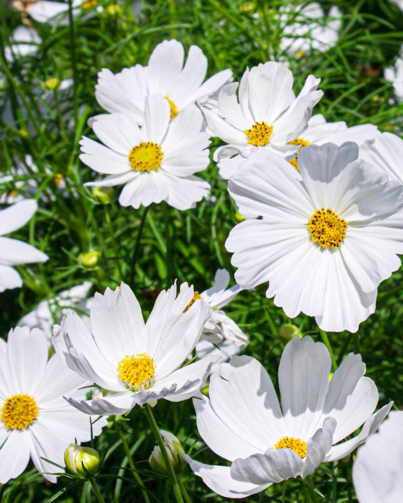 URESNICA ILI COSMOS: Prekrasna cvjetnica koja donosi razigranost u naše vrtove