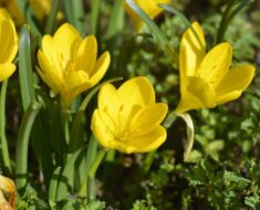 ŽUTA LUŽARKA: Jesenski cvijet nalik šafranu, prekrasan, a ne zahtijeva nikakvu njegu