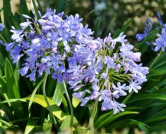 AFRIČKI LJILJAN: Efektna biljka koja vašem vrtu daje dozu stila i elegancije