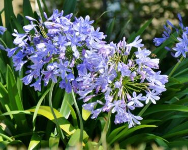 AFRIČKI LJILJAN: Efektna biljka koja vašem vrtu daje dozu stila i elegancije