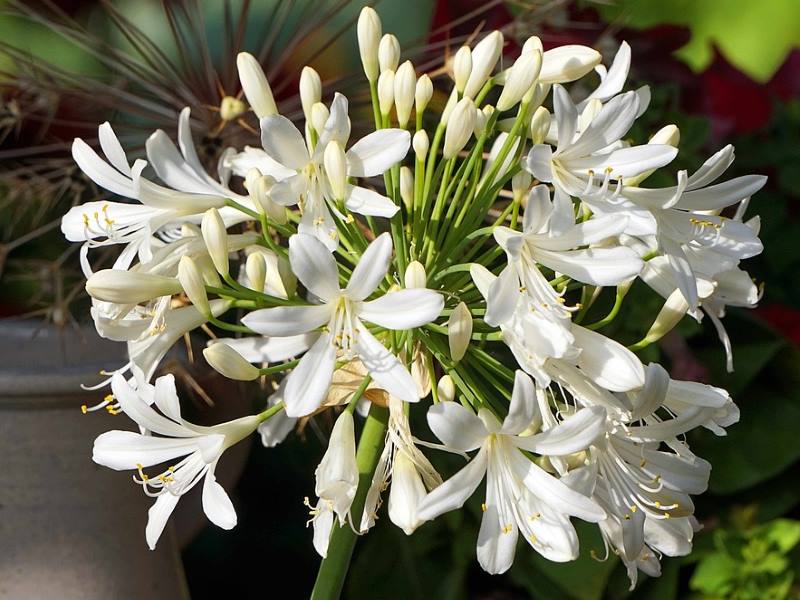 AFRIČKI LJILJAN: Efektna biljka koja vašem vrtu daje dozu stila i elegancije