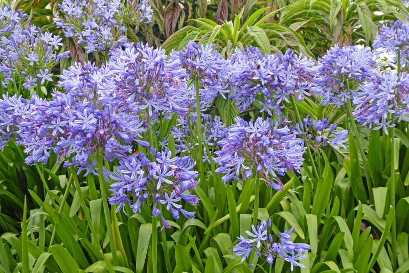 AFRIČKI LJILJAN: Efektna biljka koja vašem vrtu daje dozu stila i elegancije