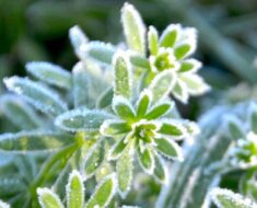 Kako osjetljive biljke zaštititi od mraza?