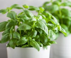 BOSILJAK: Kako ga uzgajati na balkonu, a kako u zatvorenom prostoru